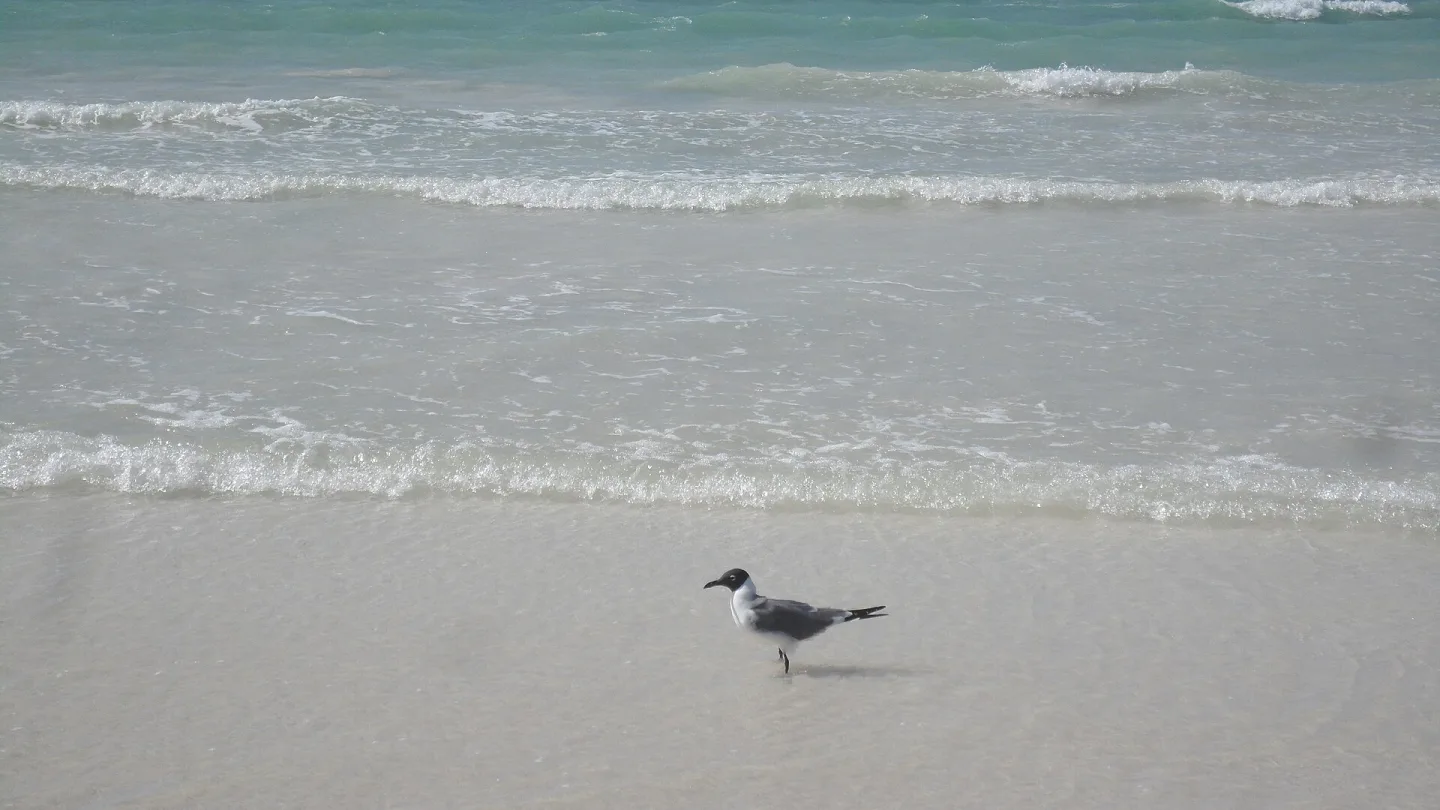 East Grand Bahama, Bahamas travel banner