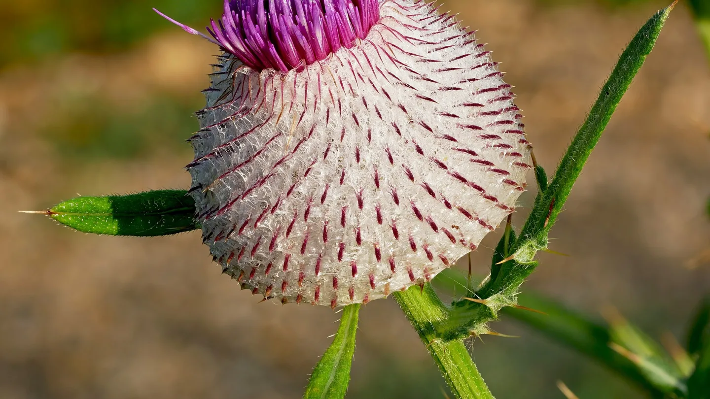 Republika Srpska, Bosnia and Herzegovina travel banner
