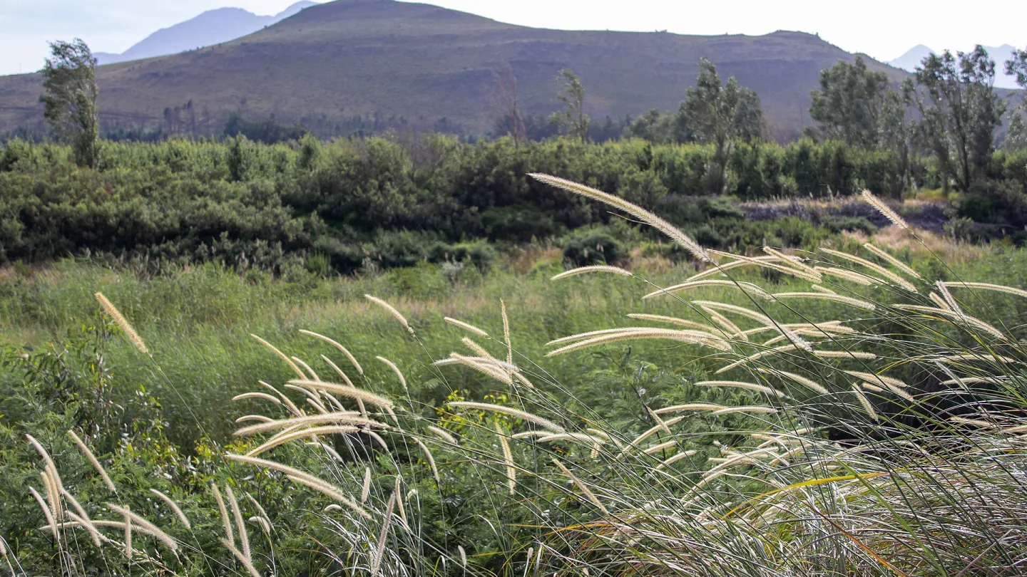 Western Cape, South Africa travel banner